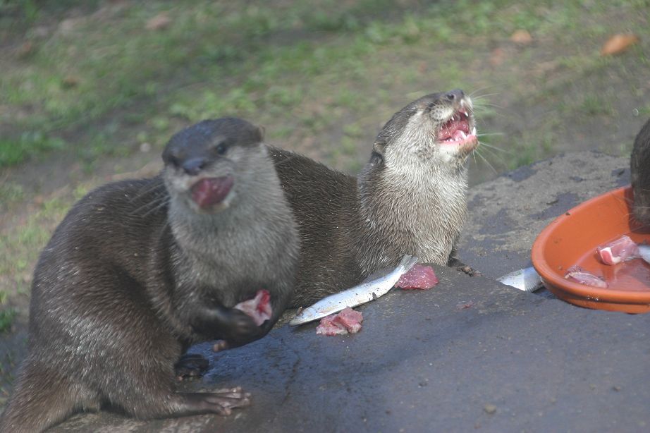 2011040701150360_k-Zoo 232.jpg